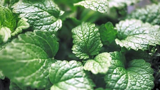 Why your skin needs lemon balm