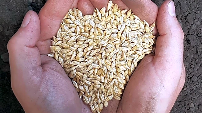 Barley v/s Rye: Which one is better for you?