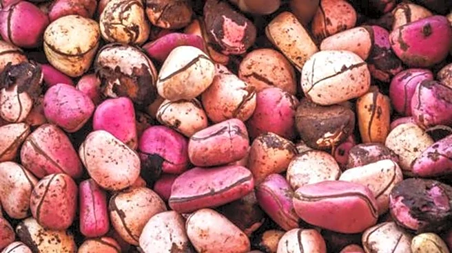 Bitter kola: The secret to youthful skin