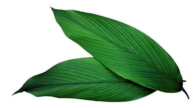 Surprising health benefits of ginger leaves