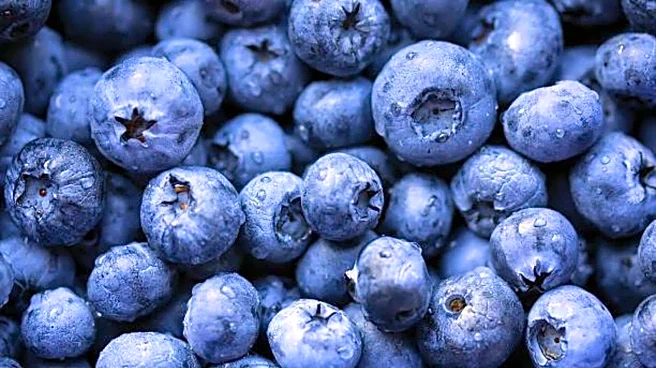 Bilberry fruit: 5 benefits for eye health