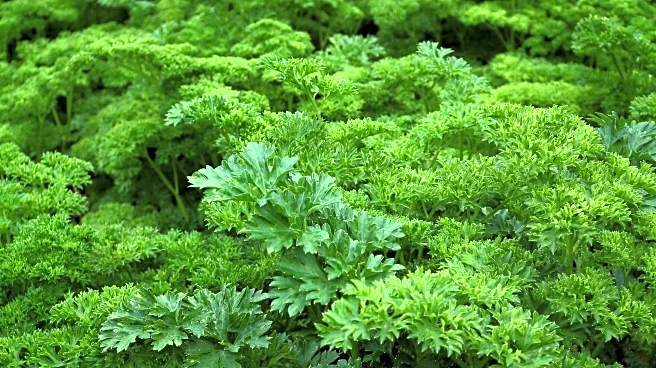 5 ways parsley can transform your health naturally