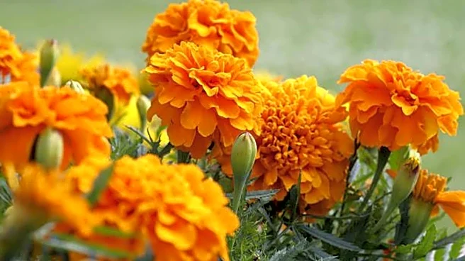 Do you know: Marigold is a superfood