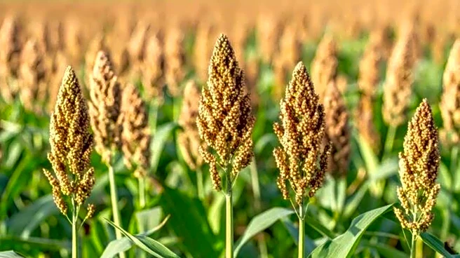 Why you should know about sorghum stalks