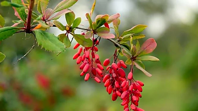 Barberry: The superfood you didn't know you needed