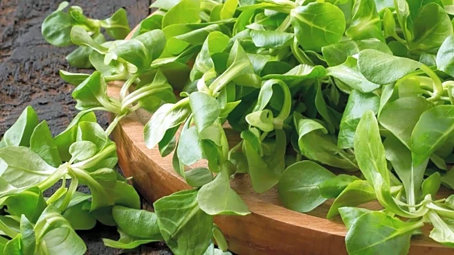 Mache lettuce: Why this superfood must be in your diet