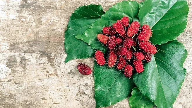 5 health benefits of mulberry