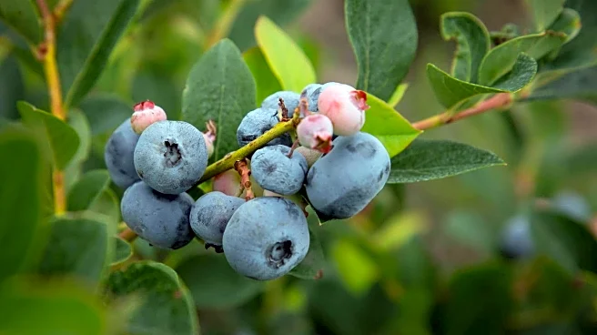 Want a healthier smoothie? Add this ingredient