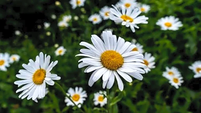 How to use crown daisy in cooking