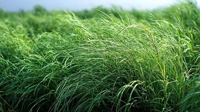Why you should add teff grass to your diet