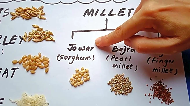 Ragi v/s barley: Understanding their nutritional differences