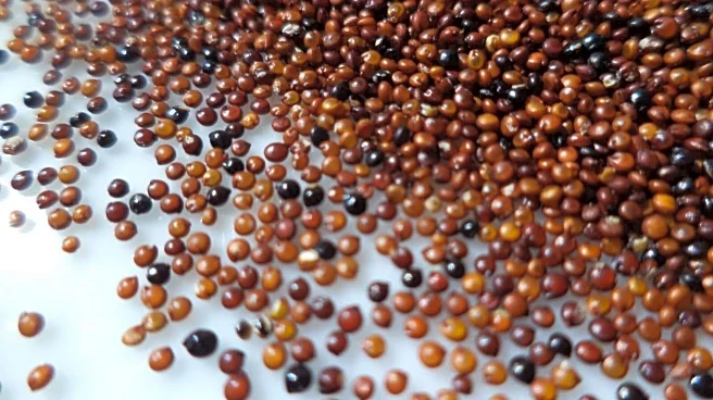 Kaniwa seeds: This superfood must be in your daily diet