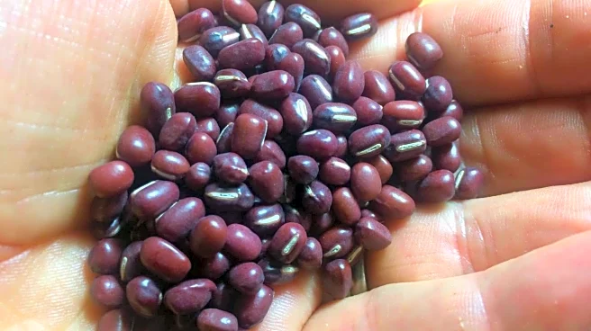 Adzuki beans v/s mung beans: Which is better for you?