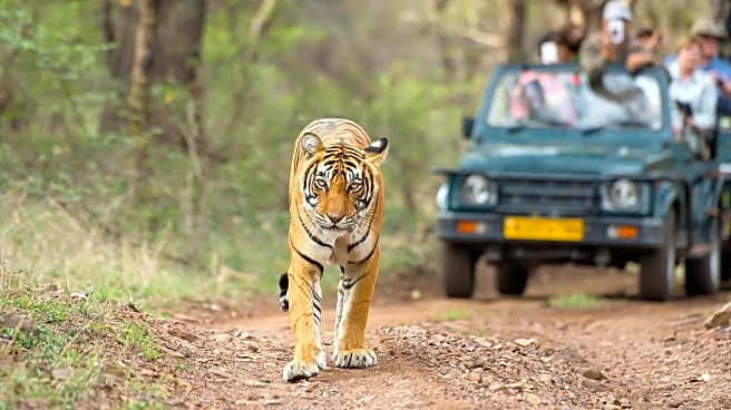 Planning to visit Indian safari parks? Skip these overrated ones