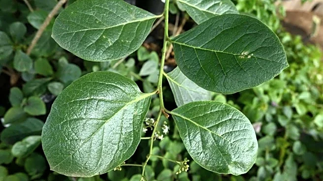 5 uses of sandpaper leaf for wellness