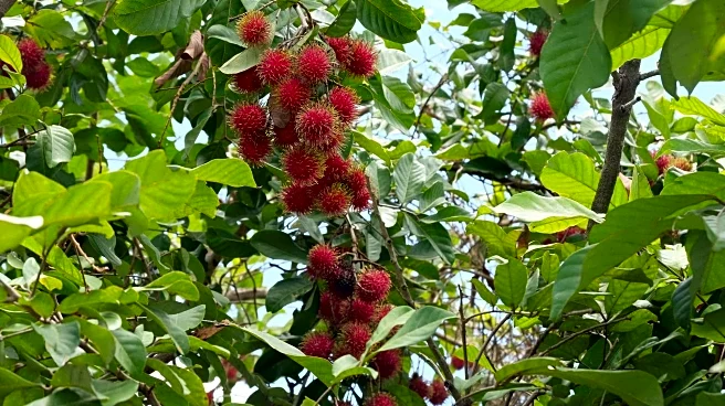Mulberries v/s rambutans: Which is better for you?