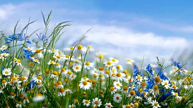 Most scenic wildflower meadows in Germany: A list