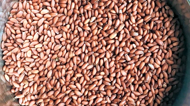 Why you must add garden cress seeds to your diet