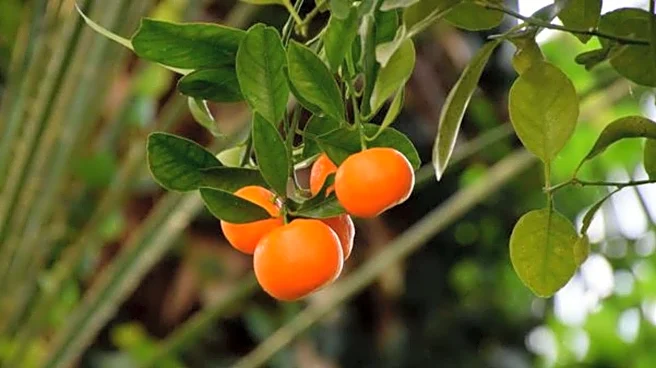 Calamondin: A citrus fruit you must try