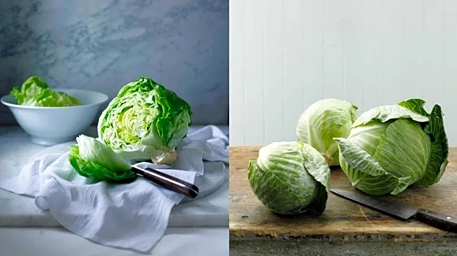 Cabbage v/s lettuce: Which is better for you?