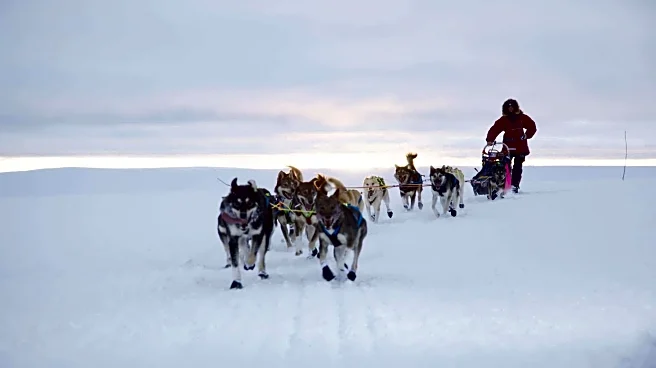 Dog sledding in Norway's Arctic Circle: A guide