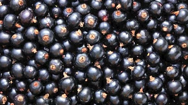 5 amazing health benefits of black currants