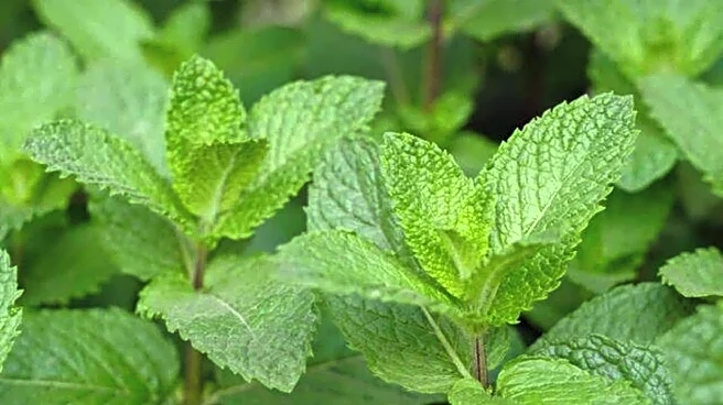 5 health benefits of spearmint