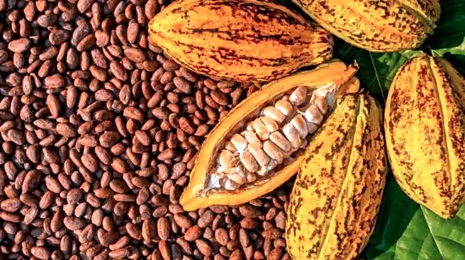 Cocoa pod powder: The secret to shiny, soft hair