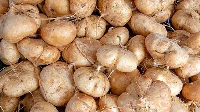 Jicama v/s water chestnut: Comparing their nutrition