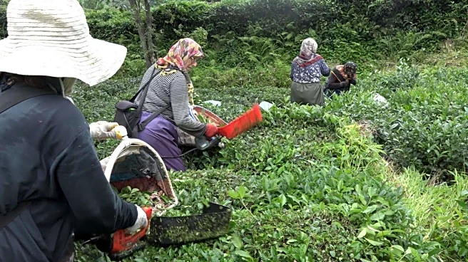 Why tea gardens near Turkish bazaars are a must-visit