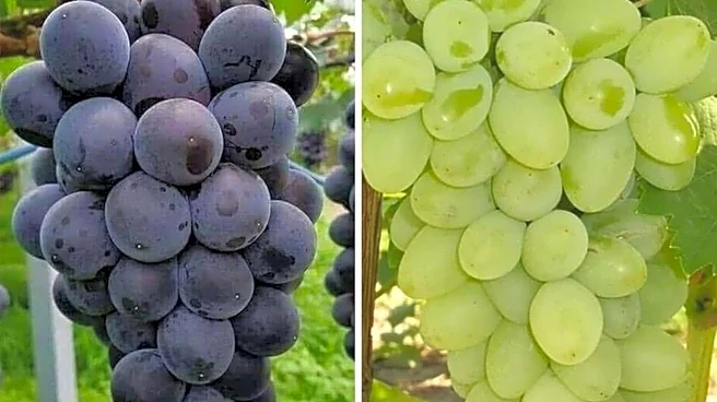 Green grapes v/s black grapes: Which is healthier?