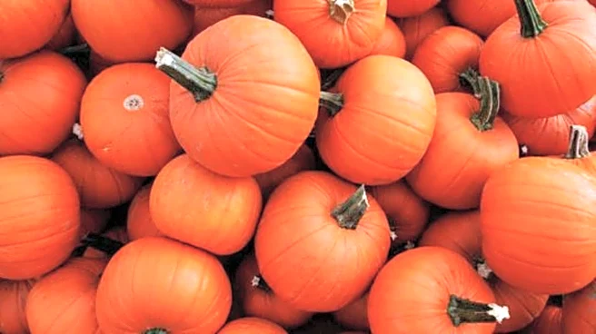 Why you should know about fluted pumpkin