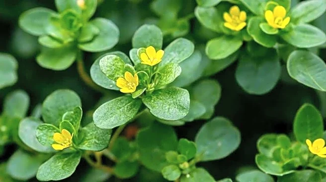 Try these vegetarian dishes using purslane