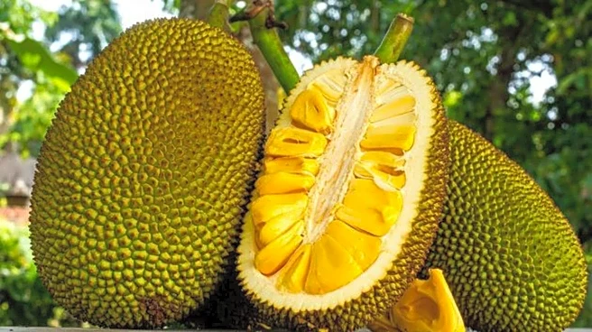 Ever tasted chempedak fruit? Here's why you should