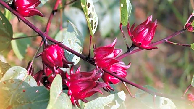 How to use roselle for glowing skin