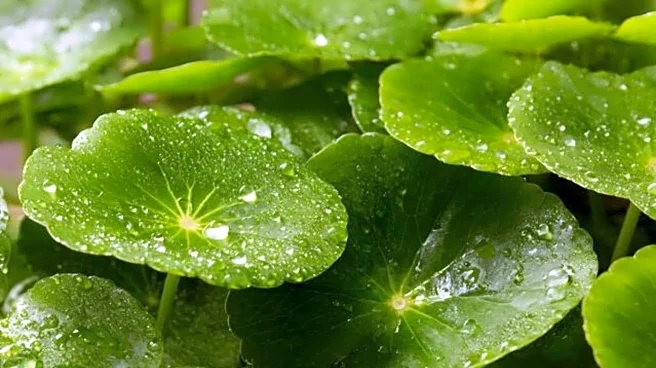 Try these dishes using centella leaves