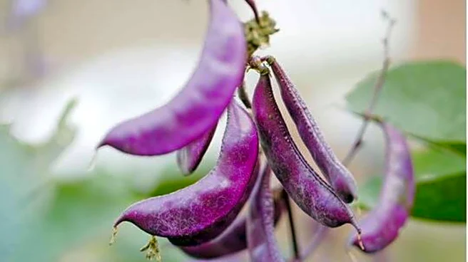 Lablab beans: A superfood you need to try