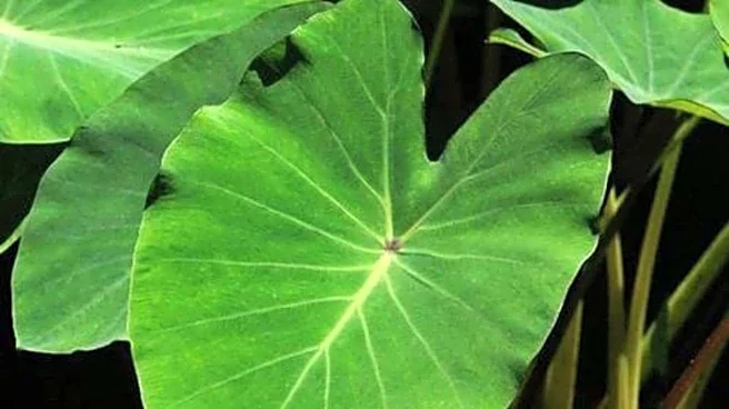 5 vegetarian dishes using taro leaves