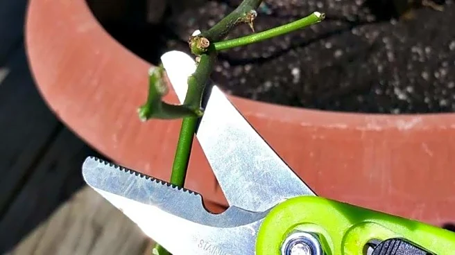 Handling someone else's plants? Follow these etiquette tips