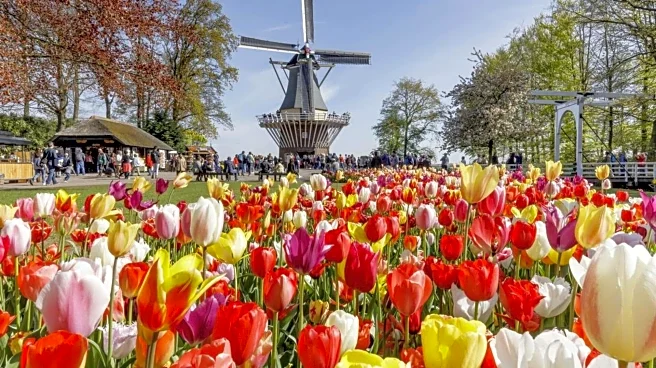 Visiting the Netherlands? Flower festivals you can skip