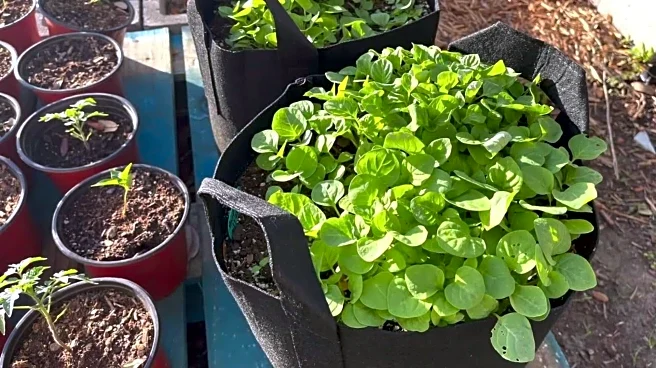 Njama njama: A leafy green with huge health benefits