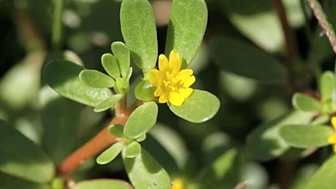 5 iconic dishes featuring purslane
