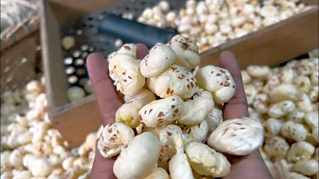 Lotus seed v/s fox nut: Which is healthier for you?