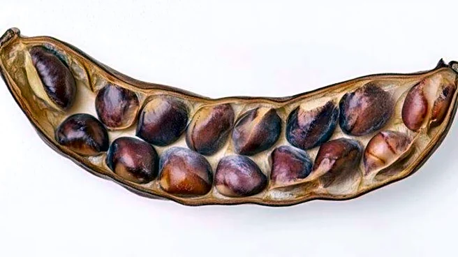 Fermented locust bean: The secret to glowing skin