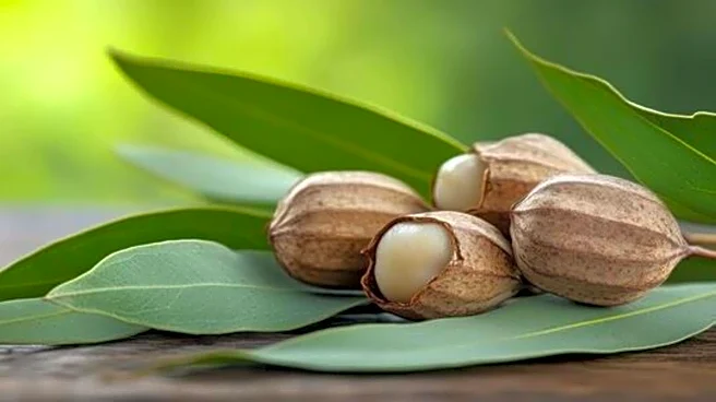 5 vegetarian recipes using shea leaves