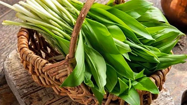 Why you should start eating wild garlic