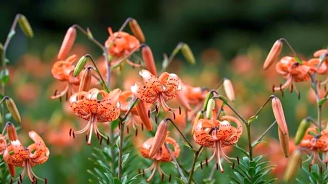 Leopard lily bulbs: A lesser-known superfood