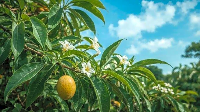 5 health benefits of bush mango leaves