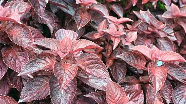 How to grow red perilla at home