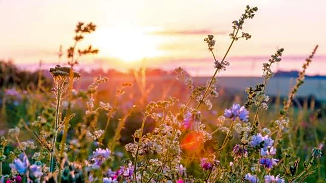 5 wildflower meadows in Wales you must visit